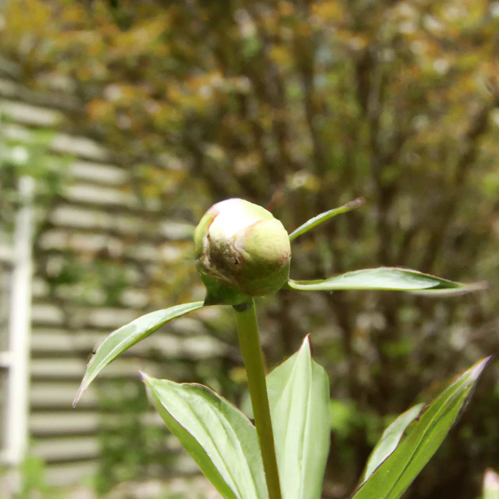 Dlaczego piwonia nie kwitnie?